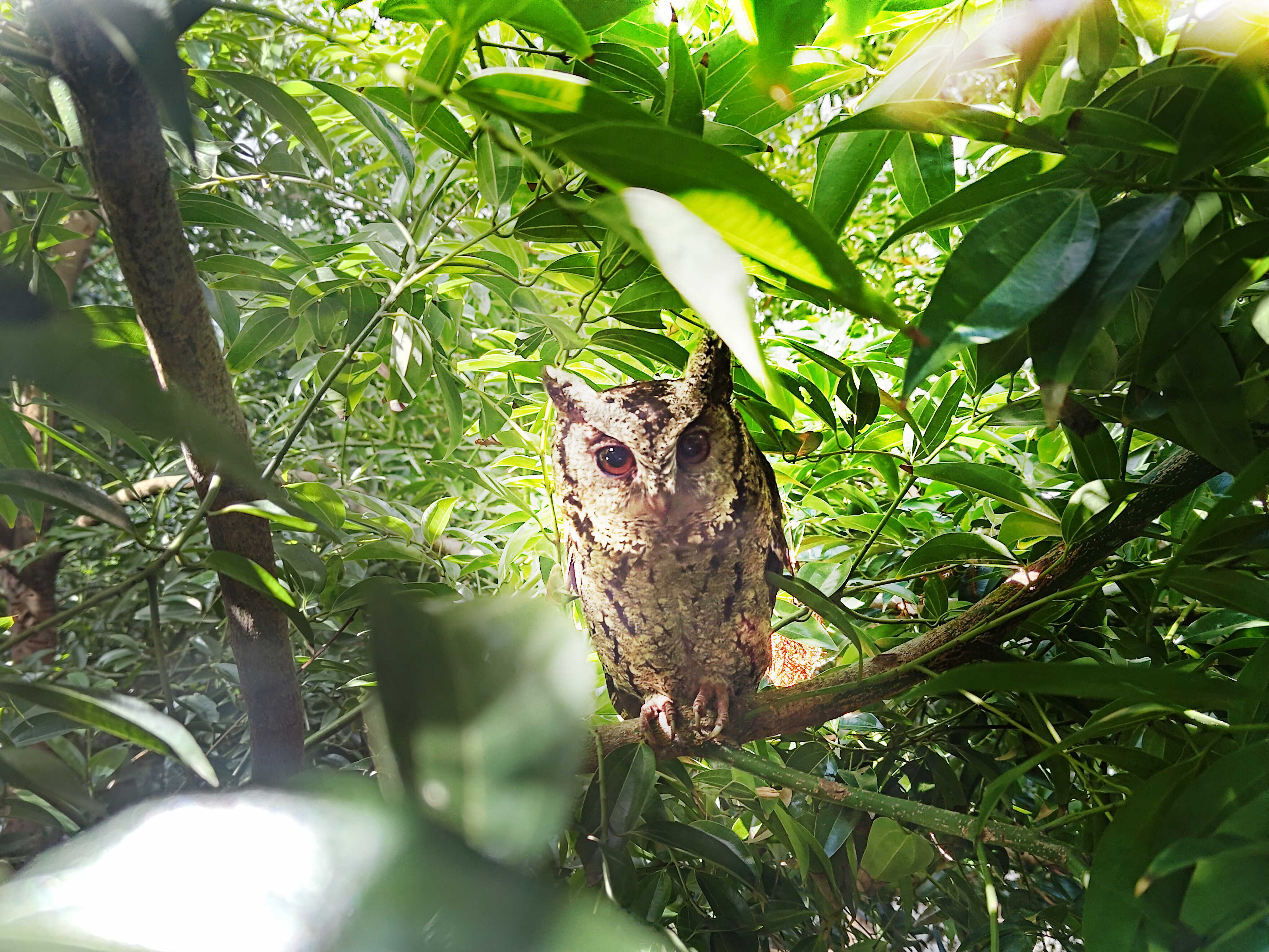 8868体育致力提倡净零绿生活，16年以来在全球各厂区植树逾百万棵，造就各厂区树木蔚然成林，犹如森林工厂，成为许多生物的栖息地